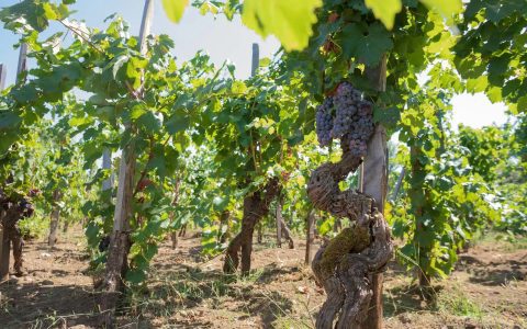 What Is Cenuta? Learn This Easy Tool For Beginners Today